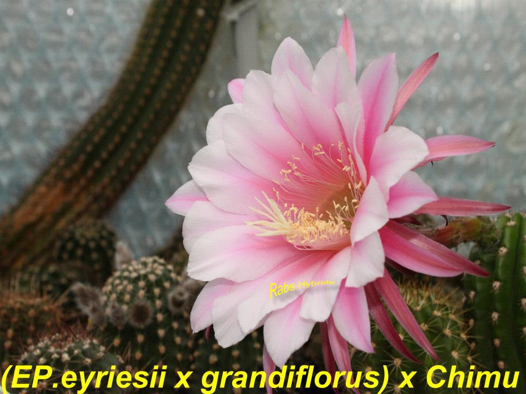 0.(EH.eyriesii var. grandiflora x Chimu).Mutter.jpg 